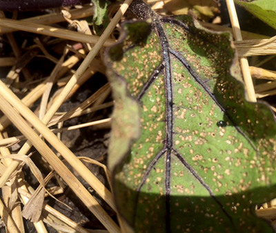 flee beetle on eggplant