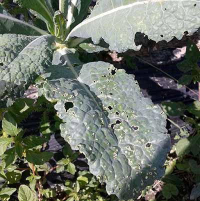 Flea beetle damage