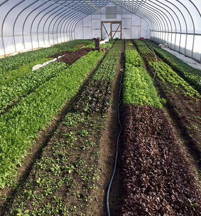 plants in hoophouse