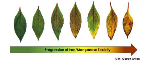 Figure 2. Progression of low substrate pH induced iron (Fe) and manganese (Mn) toxicity symptoms in New Guinea impatiens (Impatiens hawkeri).