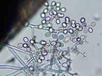 Oval spores
