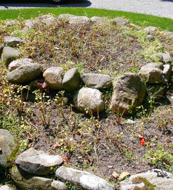 Landscape planting