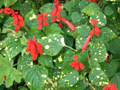 Variegated salvia that was bred to have white splotches on leaves that some may view as a plant abnormality if not aware of this new variety.