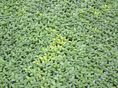. Planting of vinca where the chlorosis of certain plants is spotty across the community, which was caused by a biotic problem (Pythium)