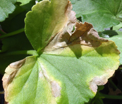 Single geranium leaf with no pattern of the problem on the leaf, caused by a biotic problem (aphids). 
