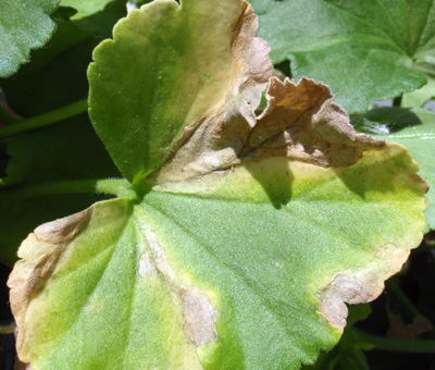Single geranium leaf with no pattern of the problem on the leaf, caused by a biotic problem (aphids).