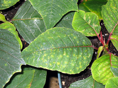 Poinsettia leaf with a fairly uniform issue across this single leaf caused by an abiotic problem (fungicide phytotoxicity). 