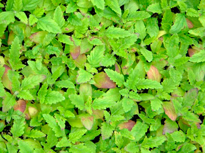 Vinca with phosphorous deficiency, showing up first as a purpling in the older leaves of the crop.
