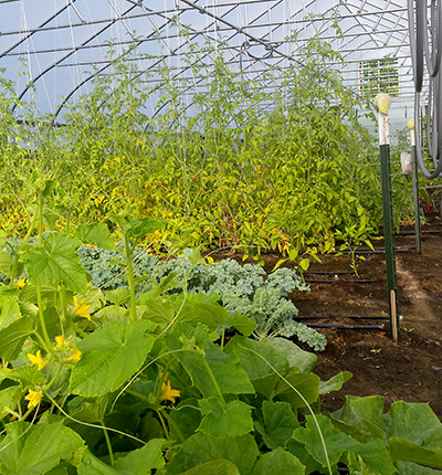 Vegetables in hoop houses