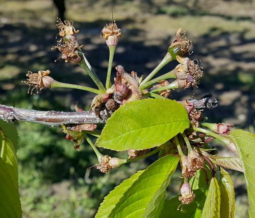 Freeze damaged cherry
