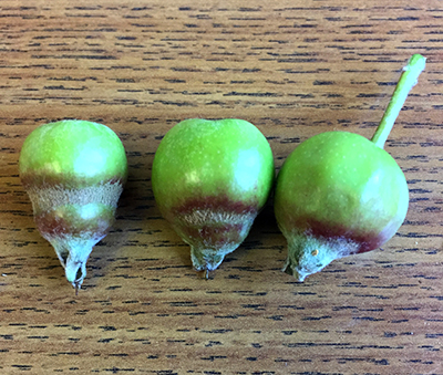 frost ring on apple