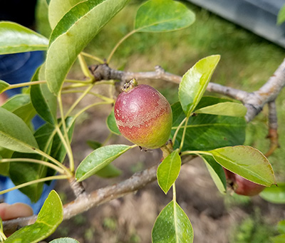 frost ring on pear