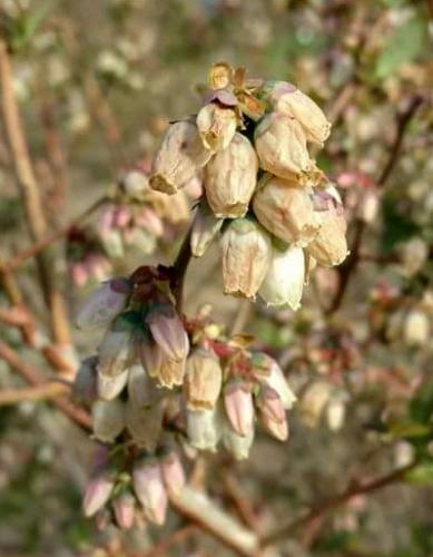 Frozen blueberry flowers