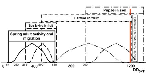 Plum curculio graph