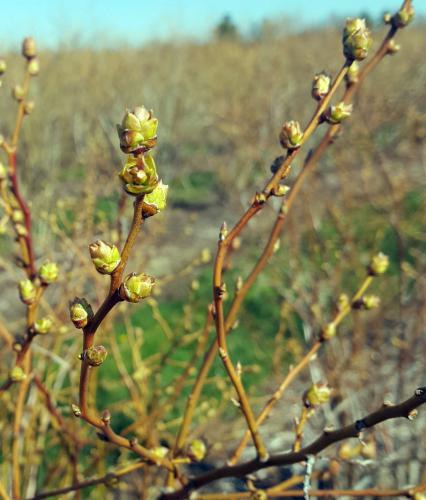 Blueberry flower buds are opening