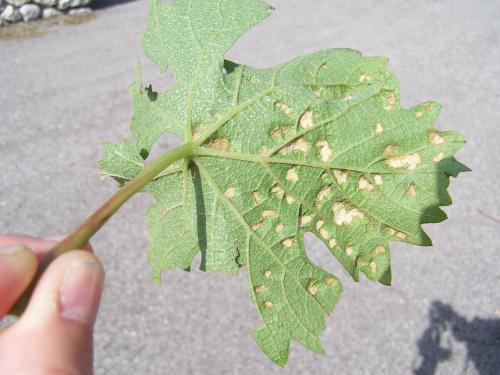 Grape erineum mite infestation symptoms viewed from bottom of the leaf.