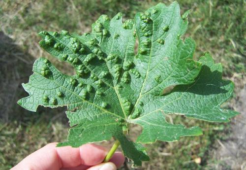 Grape erineum mite infestation symptoms viewed from top of the leaf.Grape erineum mite infestation symptoms viewed from top of the leaf.