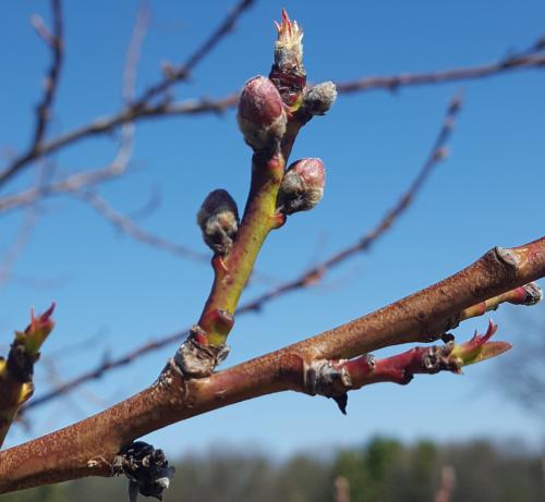 Peaches at red calyx