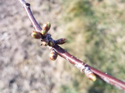 Tart cherry buds