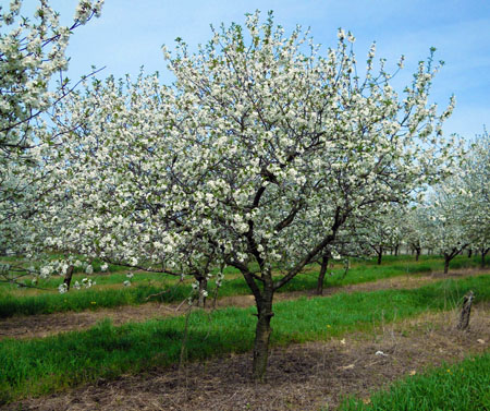 Tart cherry tree