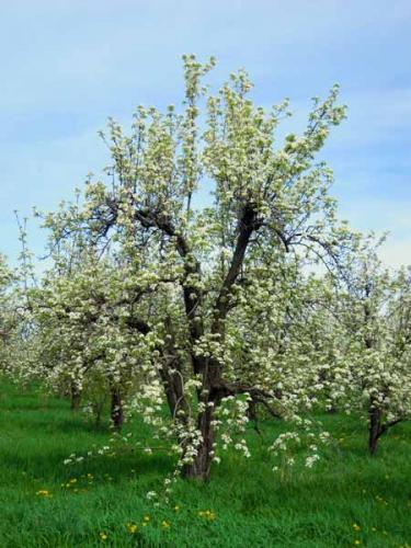 Pear tree