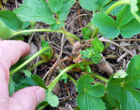 Strawberry trusses