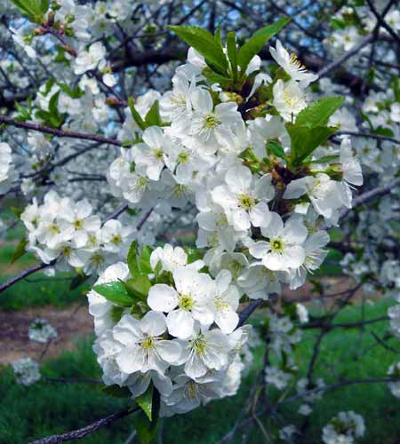 Tart cherries