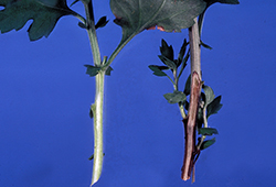 Fusarium on chrysanthemum