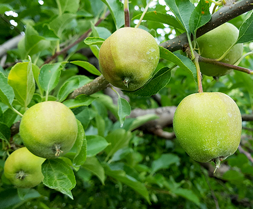 Golden Delicious apples