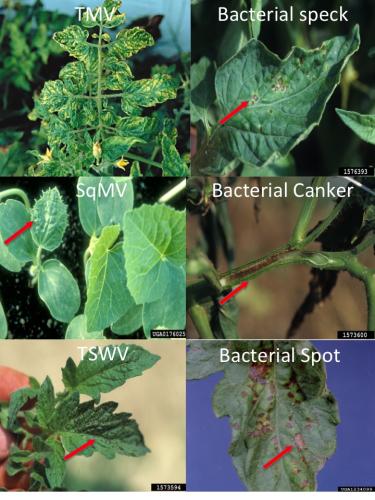 Plant viruses