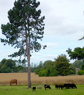 Livestock grazing