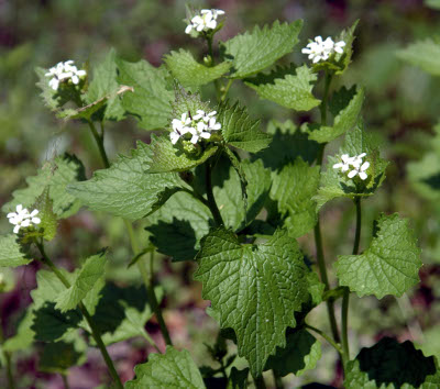 Garlic mustard