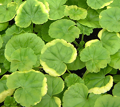 Yellow leaf edges on geranium