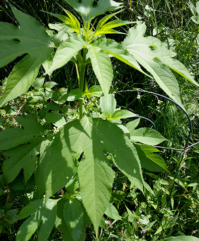 Giant ragweed leaves