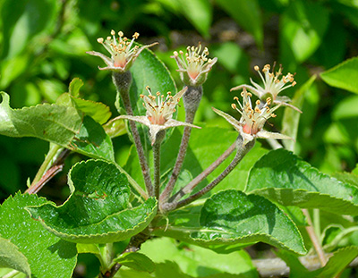 Golden delicious apple blooms