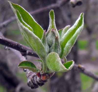 Golden Delicious at tight cluster