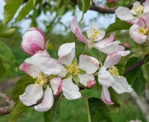 Golden Delicious