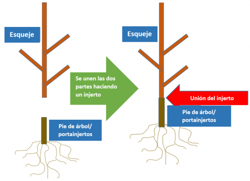 Grafting chart