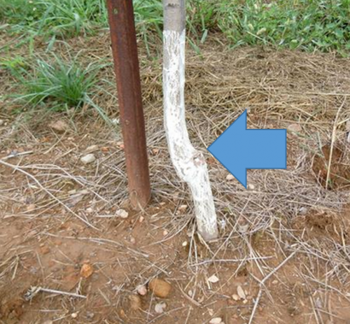 Grafting an apple tree