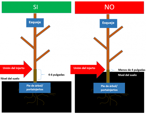 Grafting chart