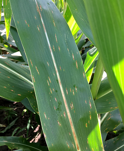 gray leaf spot