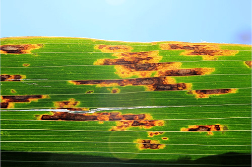 Gray leaf spot on corn