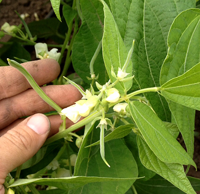 Green beans