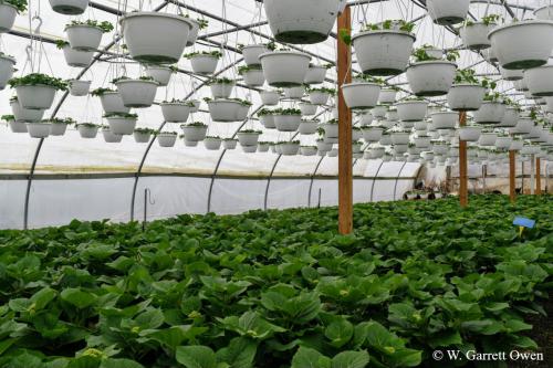 Two-by-fours in greenhouse