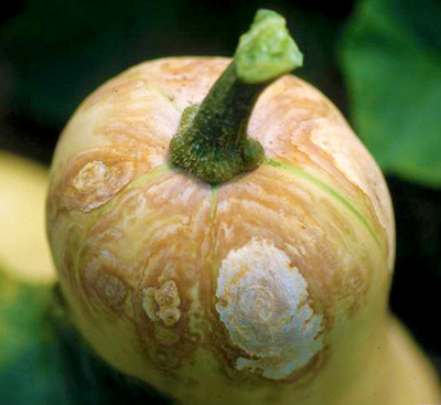 Gummy stem blight on fruit