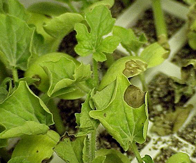 Gummy stem blight on seedlings