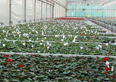 Harster Greenhouses