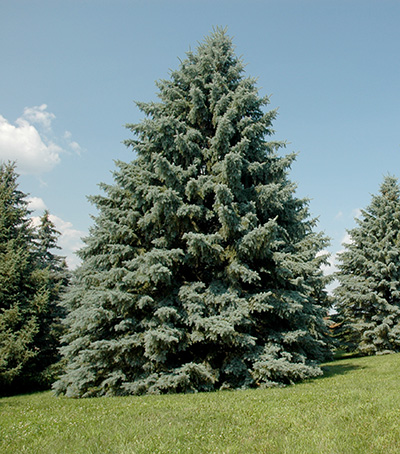 What is spruce decline and what should you do about it? - Christmas Trees