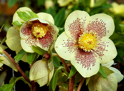 Golden Sunrise hellebore