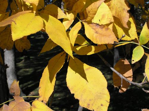 Shagbark hickory